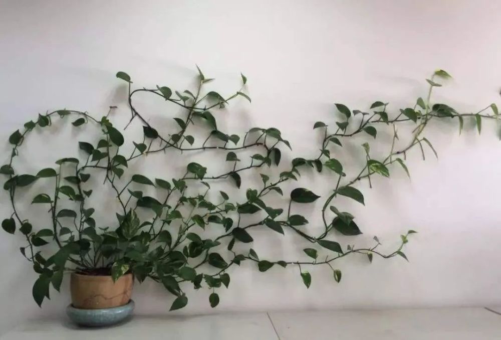 绿萝|绿萝，生活中的绿色精灵