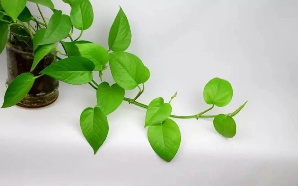 绿萝|绿萝，生活中的绿色精灵