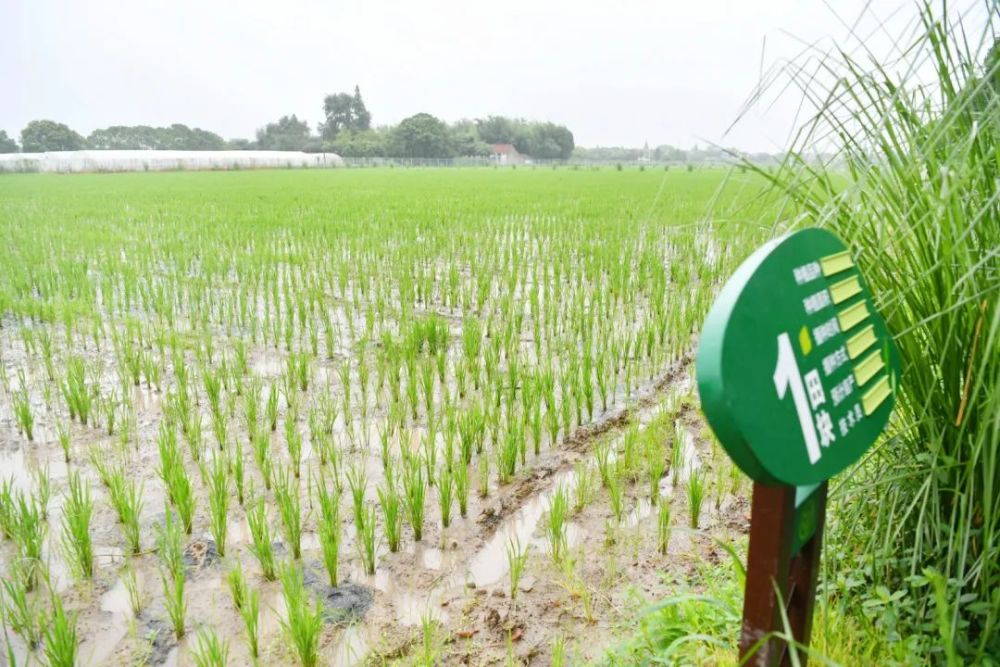 上海|上海这个区，为何有底气卖50块一斤的大米？