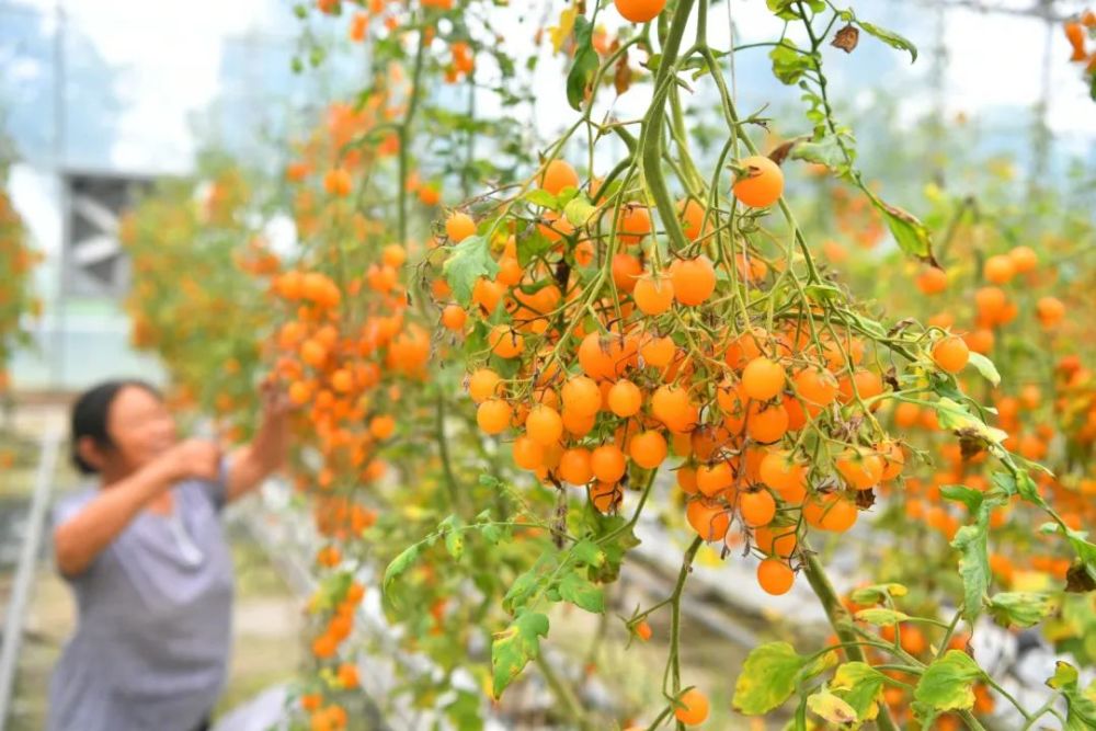 上海|上海这个区，为何有底气卖50块一斤的大米？