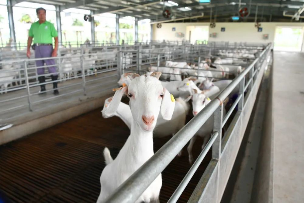 上海|上海这个区，为何有底气卖50块一斤的大米？