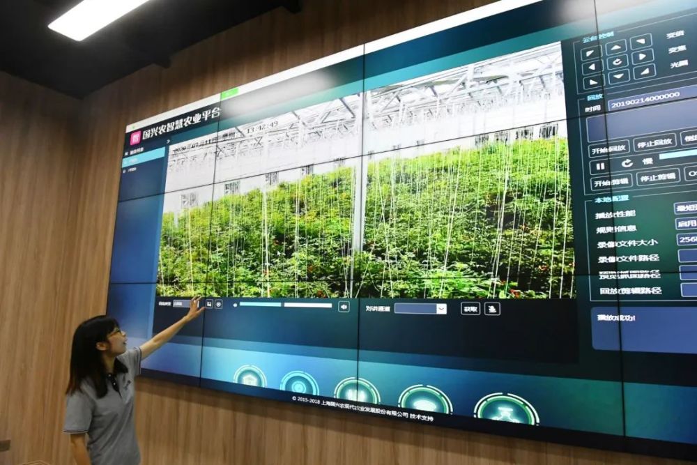 上海|上海这个区，为何有底气卖50块一斤的大米？