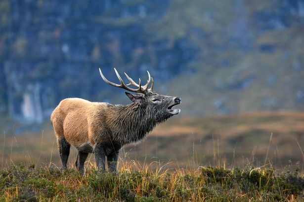 英国摄影师获摄影大奖令人叹为观止的野生动物照片感受一下