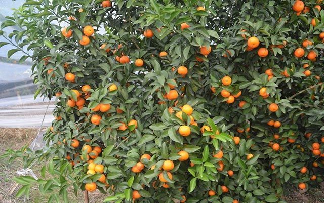 砂糖橘|砂糖橘增产专用叶面肥，膨大的好方法，砂糖橘靓果上色膨大素用哪个好？