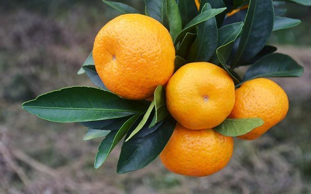 砂糖橘|砂糖橘增产专用叶面肥，膨大的好方法，砂糖橘靓果上色膨大素用哪个好？