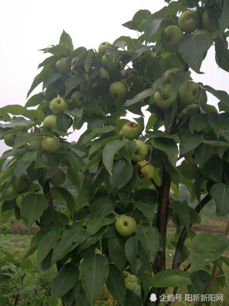 贫困户种梨翻了身,慰问防汛暖人心