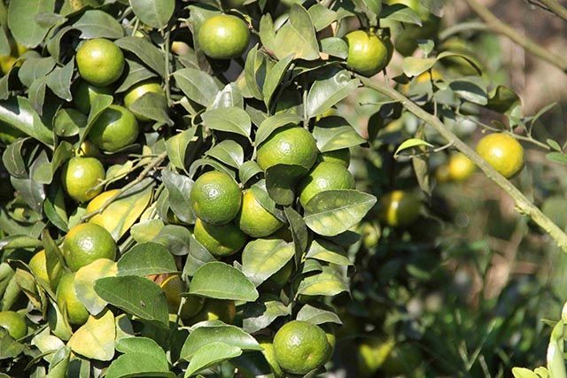 砂糖橘|砂糖橘增产专用叶面肥，膨大的好方法，砂糖橘靓果上色膨大素用哪个好？