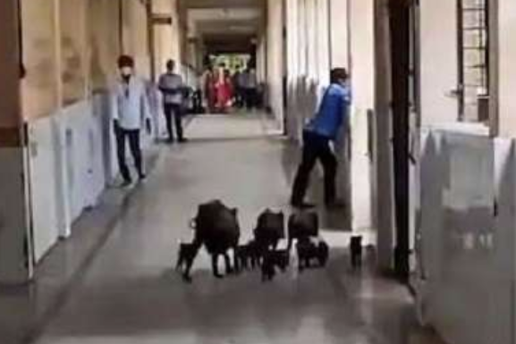 定点医院|印度新冠肺炎定点医院现状：黑猪四处乱窜 天花板大漏水