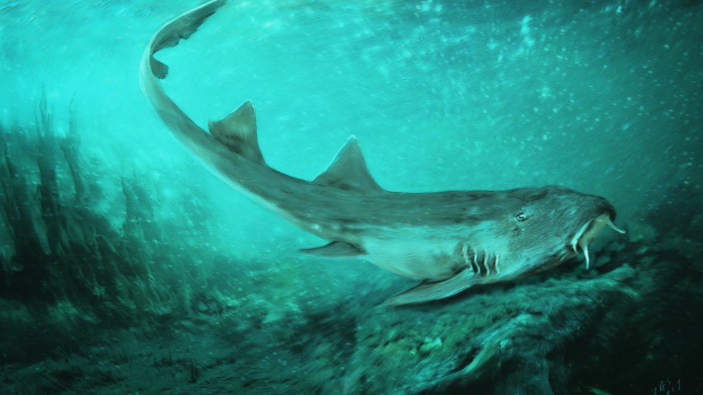 鲨亚类的冠群在三叠纪正式起源,现代鲨鱼各目的化石在侏罗纪大量涌现