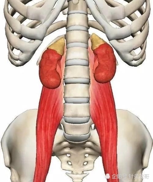 引起腰痛的腰大肌 你真的清楚针灸该怎么扎吗 腾讯新闻