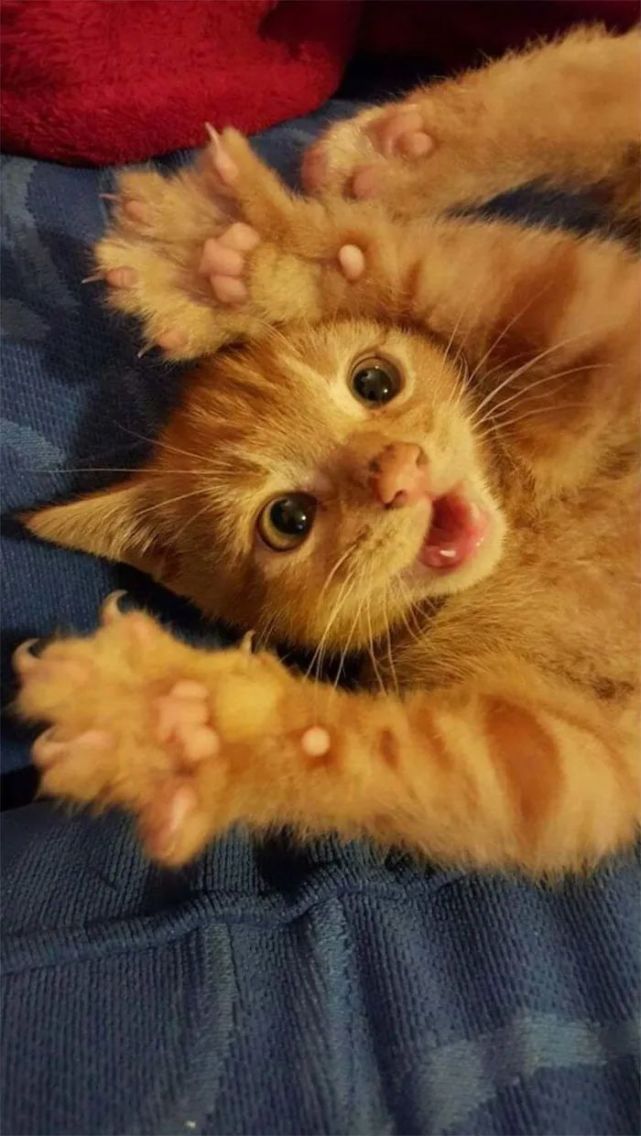 尖爪神兽来袭,千万不要被它们可爱的外表迷惑