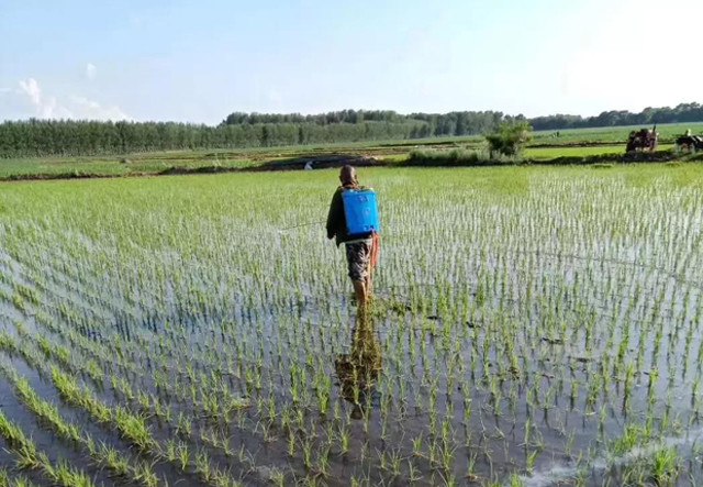 芸苔素|庄稼喷洒芸苔素，无论什么作物，5点禁忌要注意，效果才会好
