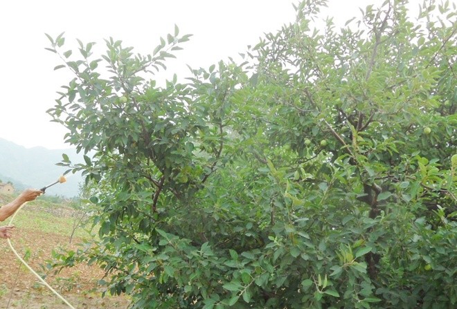 芸苔素|庄稼喷洒芸苔素，无论什么作物，5点禁忌要注意，效果才会好