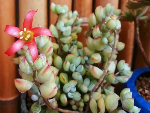 多肉达摩福娘开花会死吗不会放心大胆看花花后还可以扦插