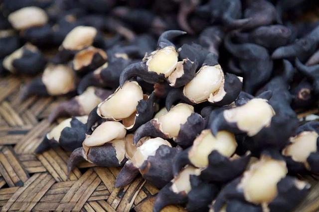 味道鲜美还开胃,夏天遇到它,我一次就能买3斤多,简单一炒特鲜|菱角