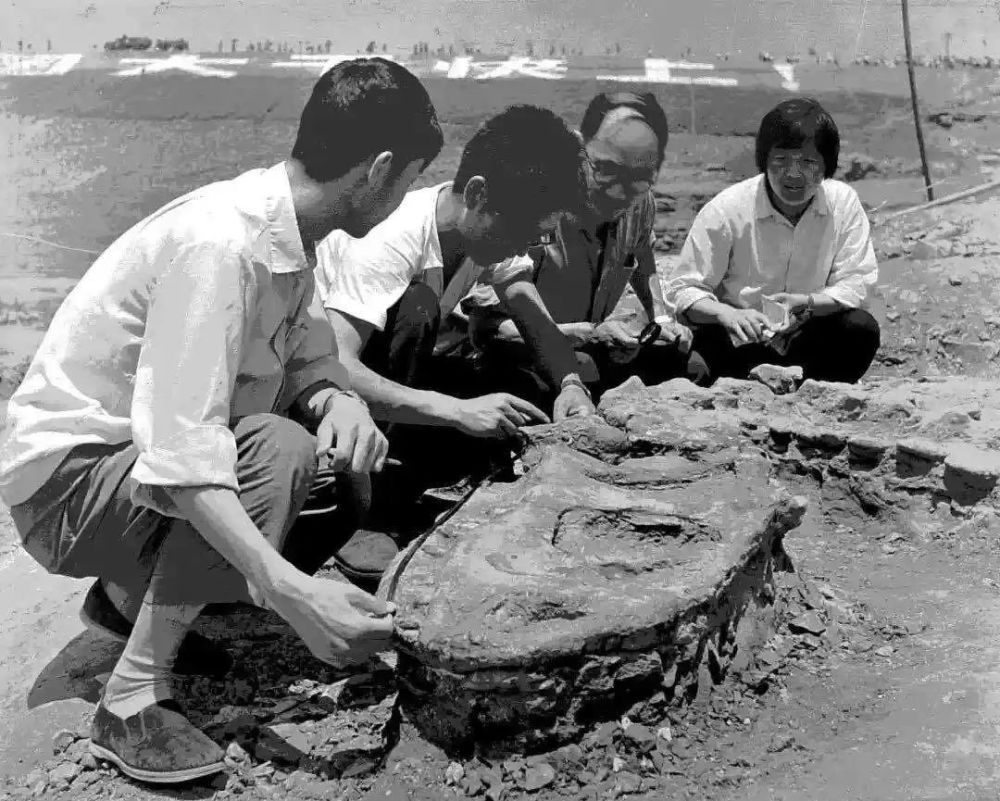 侏罗纪|不是霸王龙！侏罗纪真正的霸主在重庆，大部分重庆人都不知道