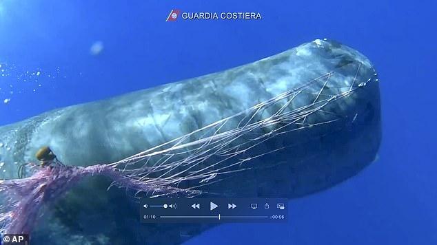 抹香鲸|意大利海域一抹香鲸被非法捕捞渔网缠住，受惊不让接近，救援艰难