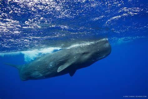 抹香鲸|意大利海域一抹香鲸被非法捕捞渔网缠住，受惊不让接近，救援艰难