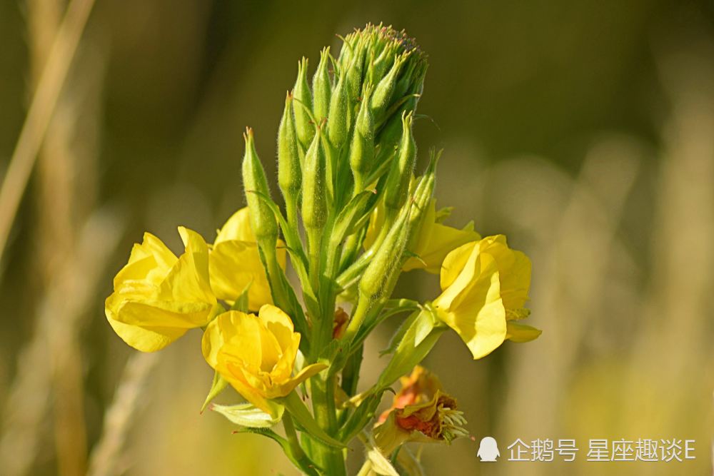 7月日 31日星座运势 白羊激情四射 狮子实力大增 水瓶厚积薄发 腾讯新闻