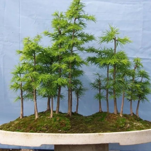 5种松,个个都有好兆头,家里养一盆,招福旺运添喜气,镇宅守家保平安!