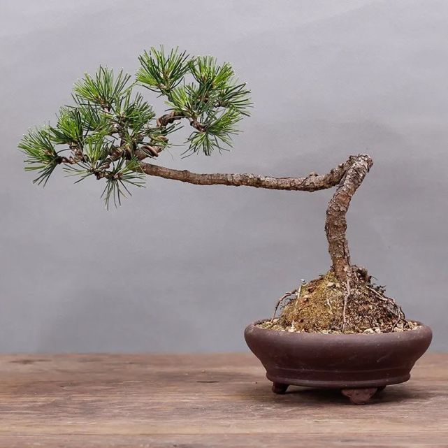 5种松,个个都有好兆头,家里养一盆,招福旺运添喜气,镇宅守家保平安!