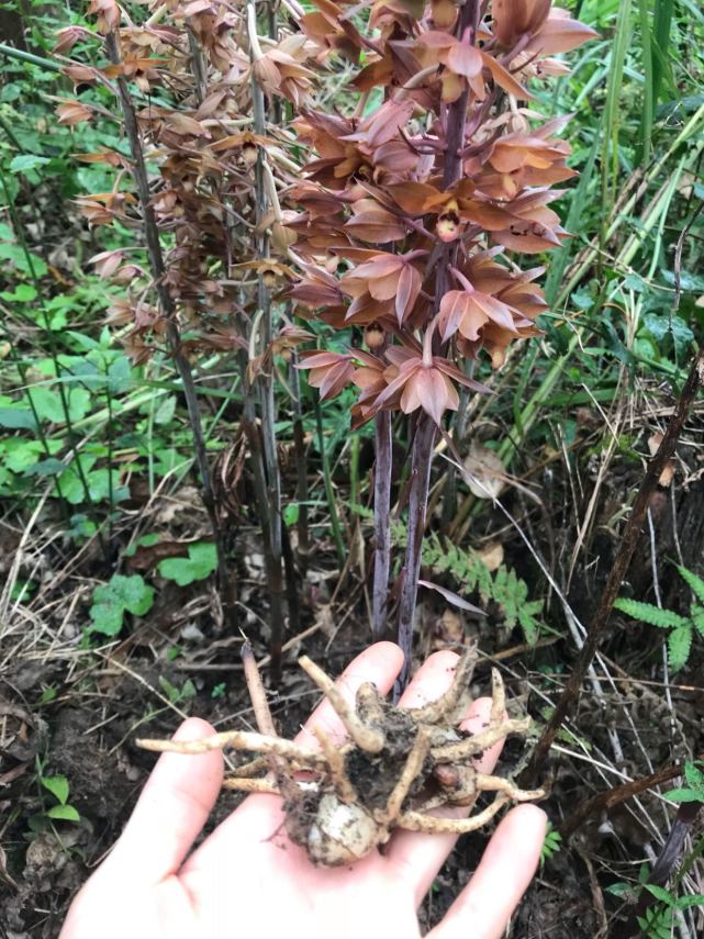 路边发现一株二级保护植物无叶美冠兰没有叶子的兰花也挺美
