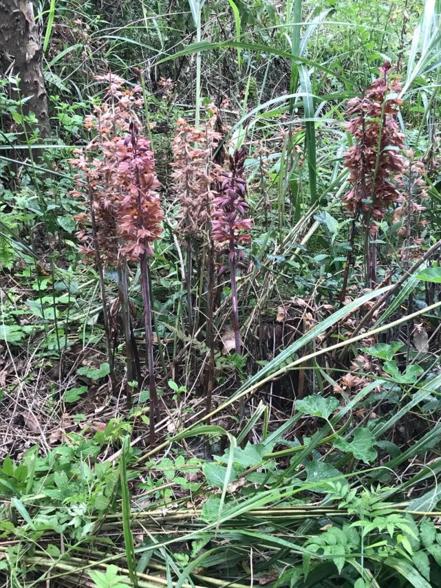 路边发现一株二级保护植物无叶美冠兰没有叶子的兰花也挺美