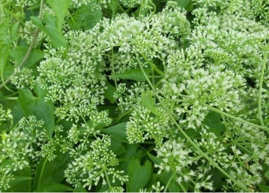 薇甘菊入侵,中国多地现"薇甘菊",十米大树因它死亡!