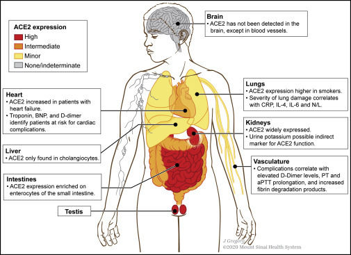 新冠肺炎|“新冠肺炎”的称呼正确么？