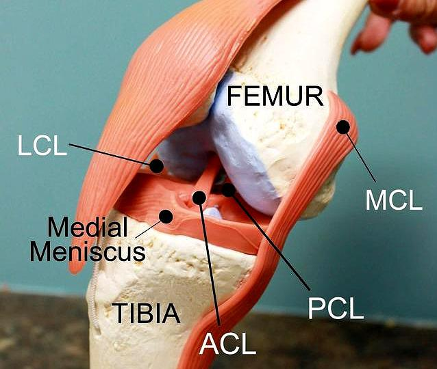 在我们膝关节的内侧有内侧半月板,内侧关节软骨,内侧副韧带以及位于膝