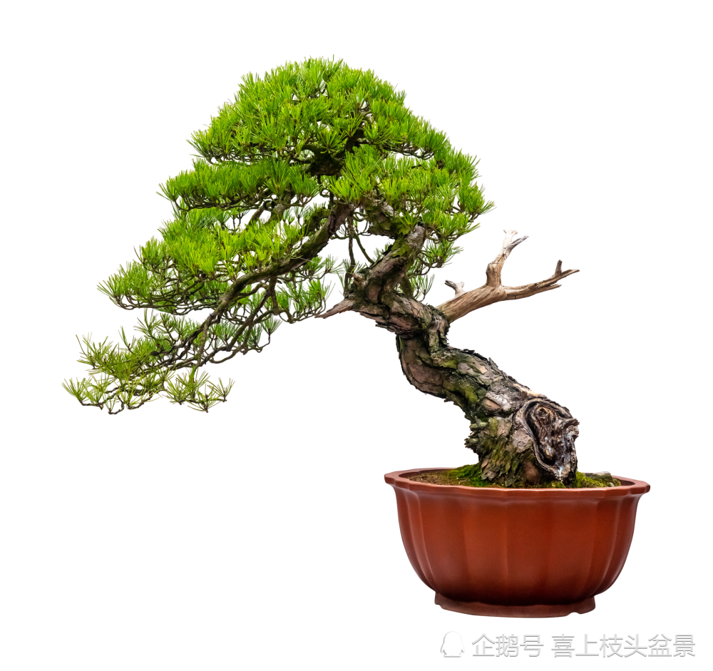 动人的曲干式盆景