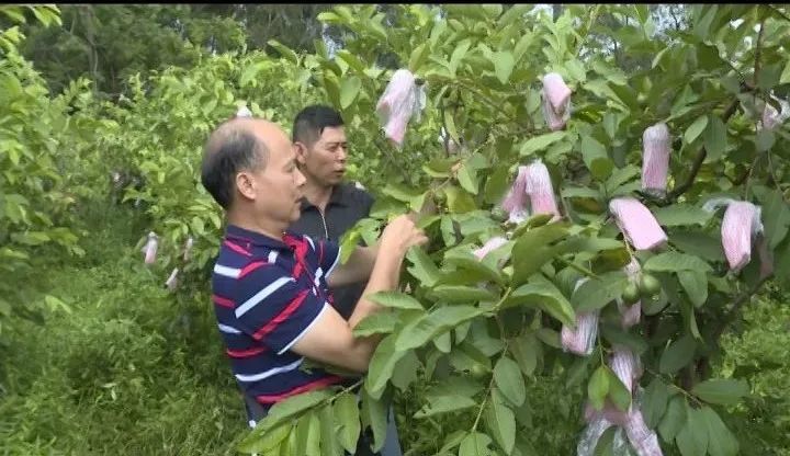 博白县专业技术拔尖人才宁丰南 三十年如一日当好果农的 啄木鸟 腾讯新闻