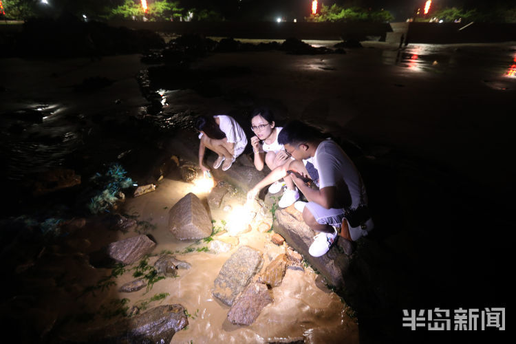 下海捞鱼螃蟹海蛎子青岛夏夜的赶海人
