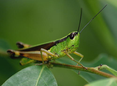 鸡公虫:幼年是蝗虫杀手,成年变白花泡桐天敌,可制成抗癌药