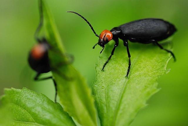 鸡公虫:幼年是蝗虫杀手,成年变白花泡桐天敌,可制成抗癌药_腾讯新闻