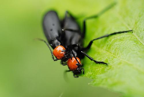 鸡公虫:幼年是蝗虫杀手,成年变白花泡桐天敌,可制成抗癌药