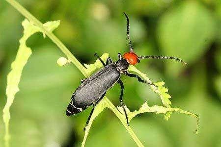 鸡公虫:幼年是蝗虫杀手,成年变白花泡桐天敌,可制成抗癌药