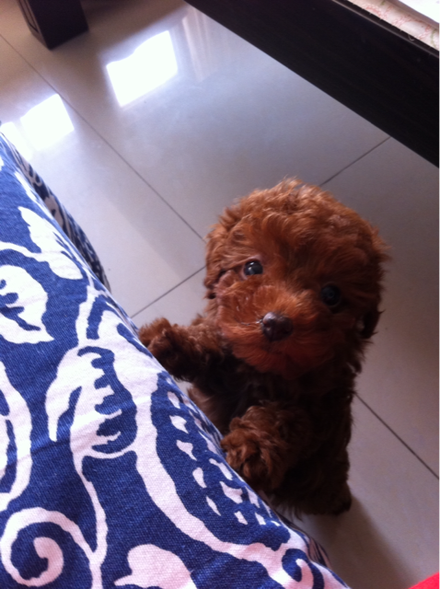 赖宝|“段子手”赖宝突发心梗去世？真实死因，可能不会那么简单