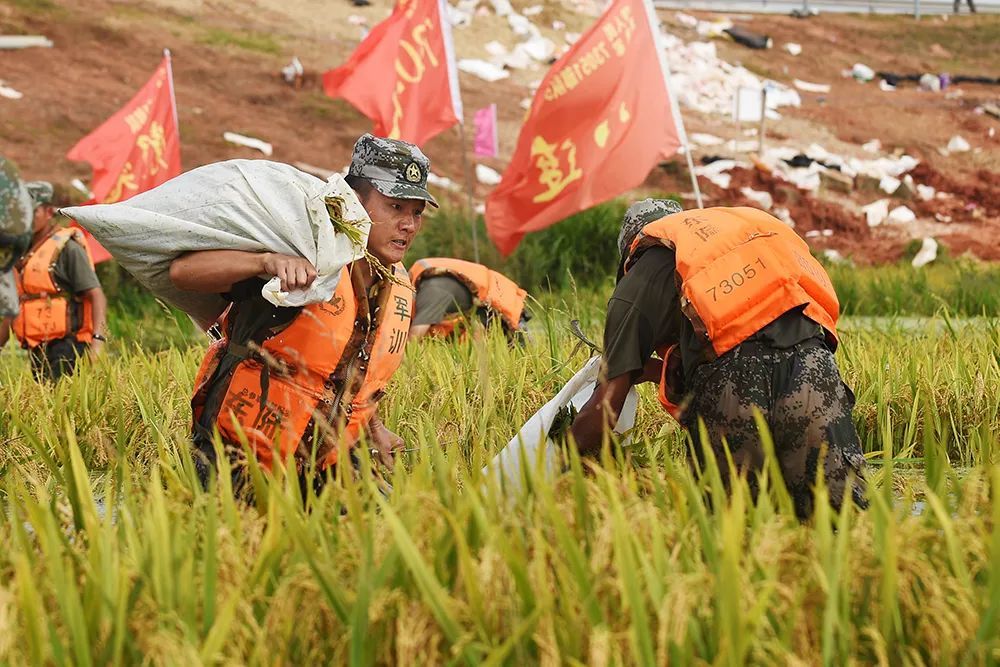 洪水来时能抗洪,要种稻时会插秧,"无所不能"的子弟兵