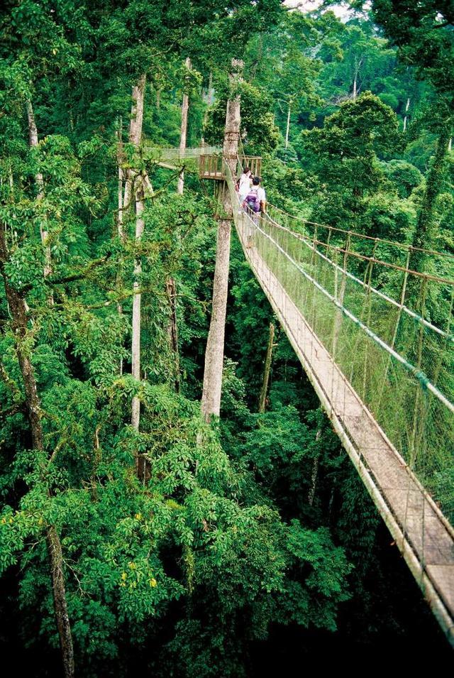 向日葵|向日葵既没有眼睛，更没有肌肉关节，为什么它却能朝着太阳转？