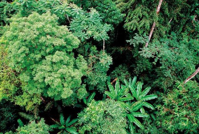 向日葵|向日葵既没有眼睛，更没有肌肉关节，为什么它却能朝着太阳转？