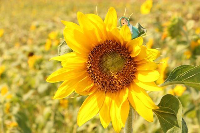向日葵|向日葵既没有眼睛，更没有肌肉关节，为什么它却能朝着太阳转？