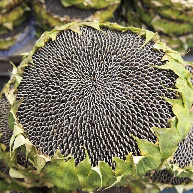 向日葵|向日葵既没有眼睛，更没有肌肉关节，为什么它却能朝着太阳转？