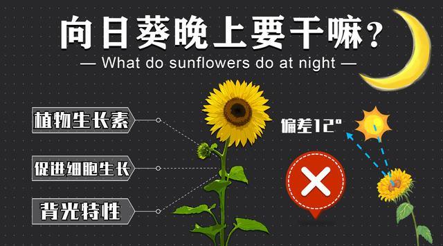 向日葵|向日葵既没有眼睛，更没有肌肉关节，为什么它却能朝着太阳转？