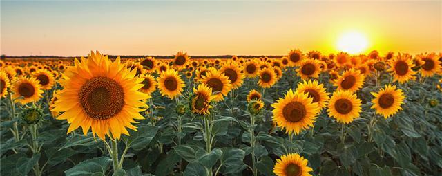 向日葵|向日葵既没有眼睛，更没有肌肉关节，为什么它却能朝着太阳转？