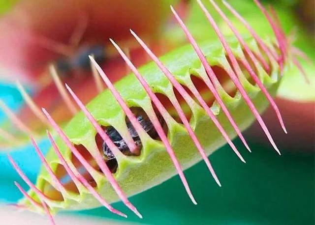 向日葵|向日葵既没有眼睛，更没有肌肉关节，为什么它却能朝着太阳转？