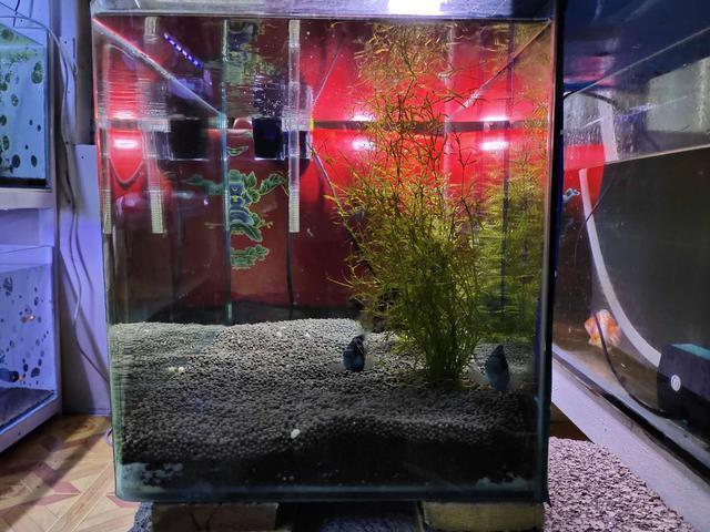 鱼缸过滤系统大材小用 不是证明咱多有钱 而是对观赏鱼不好 腾讯新闻