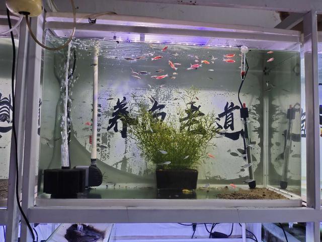 鱼缸过滤系统大材小用 不是证明咱多有钱 而是对观赏鱼不好 腾讯新闻