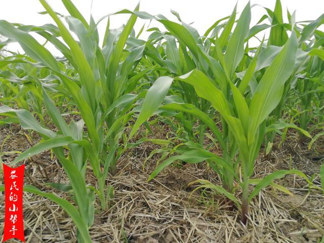 尿素|玉米追施尿素可以撒施吗？省时省力又省工，为何不推荐？