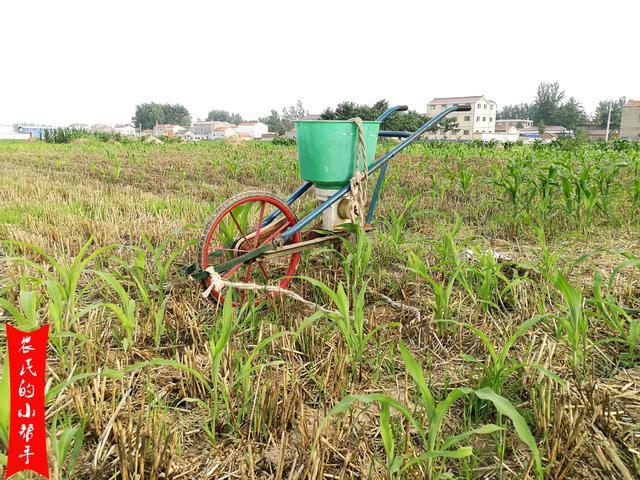 尿素|玉米追施尿素可以撒施吗？省时省力又省工，为何不推荐？